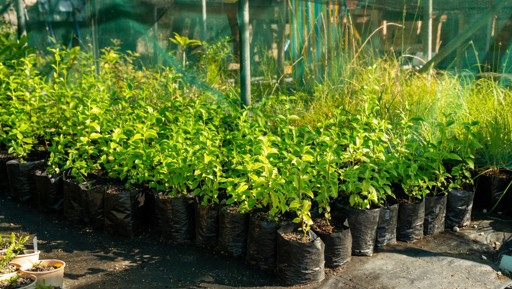 Community nurseries: the green heart of Auckland’s restoration efforts preview image