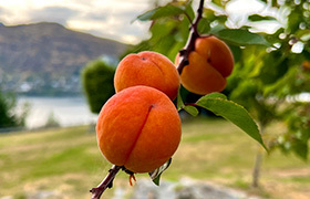 Apricot Tree image