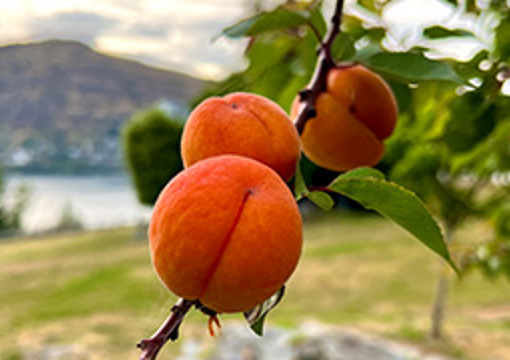 Apricot Tree preview image