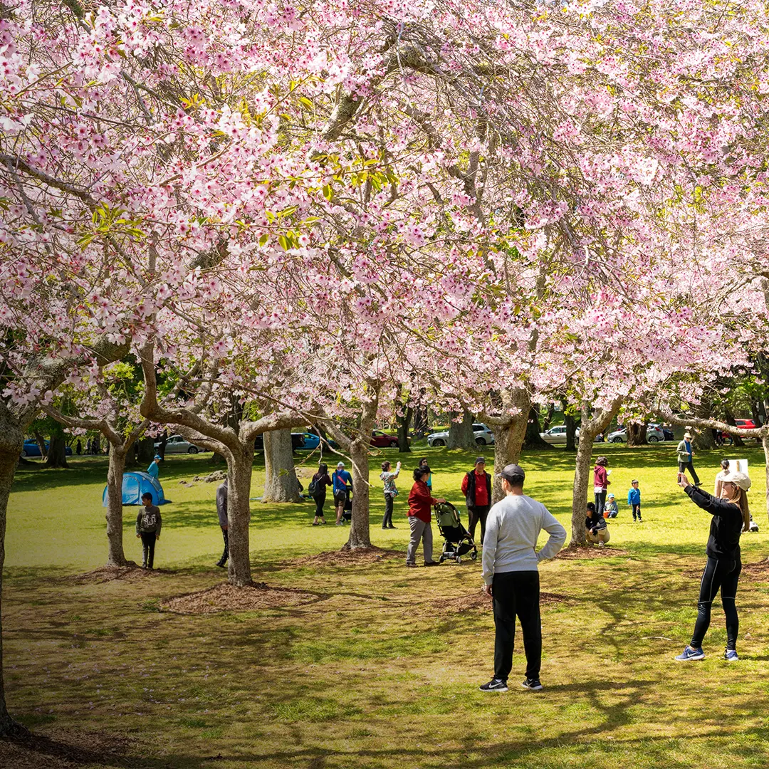 Cherry blossoms flowering at Cornwall Park in Tāmaki Makaurau