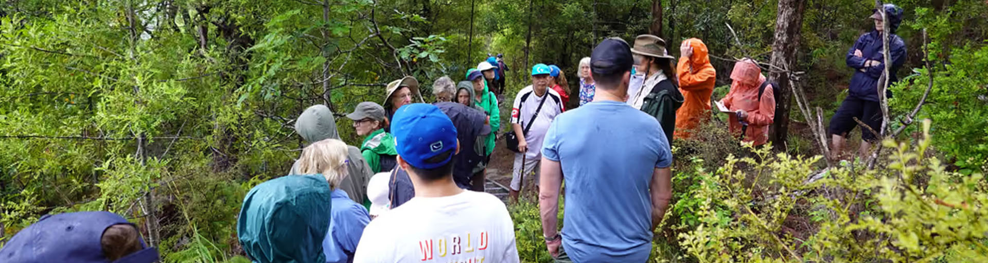 A guided group standing on a narrow path through dense native bush (1)