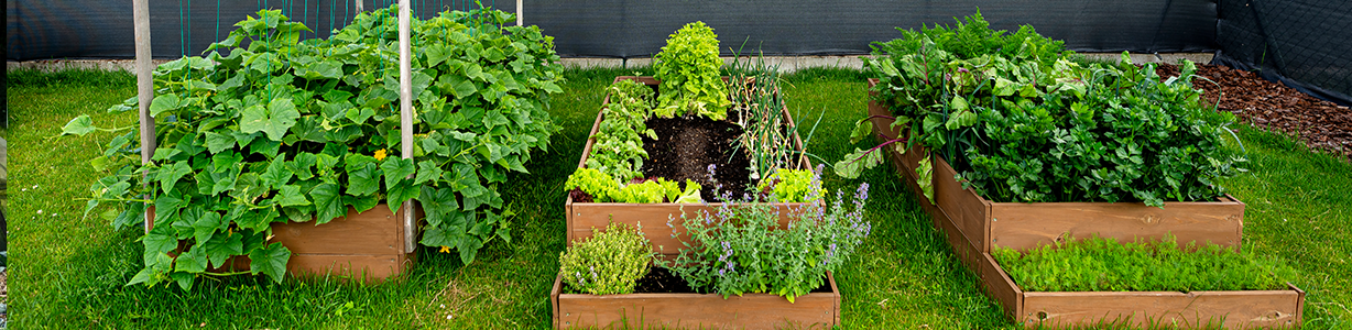 <h3>Grow a home food garden</h3> image