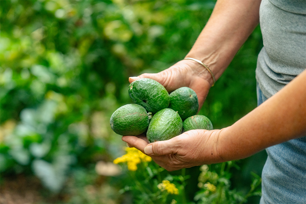 Food Forests 1200X800