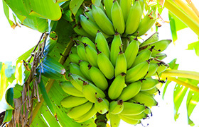 Banana Tree - Billington Esplanade Reserve image