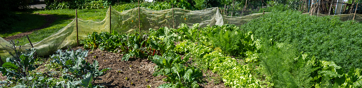 <h3>Create a climate-resilient garden birds will love</h3> image