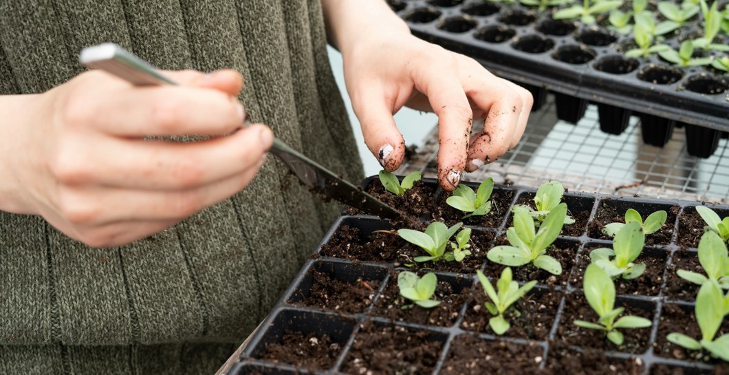 Greening the City - May image