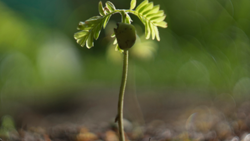 Go Native: seedling giveaway