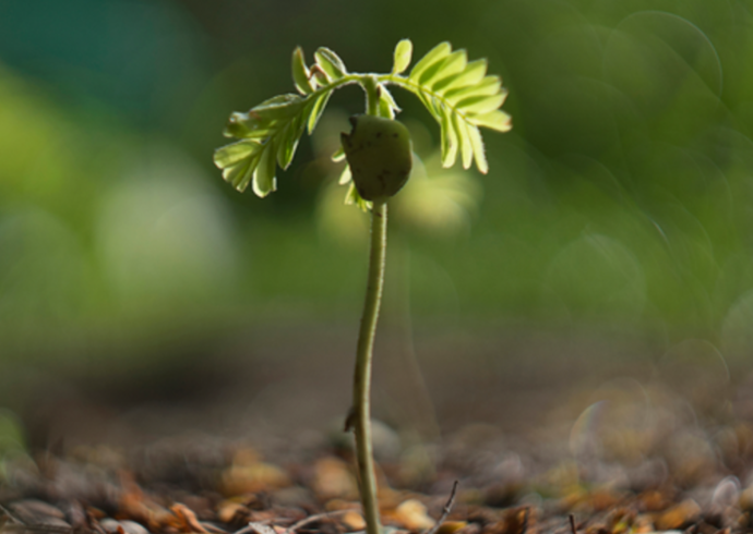 Go Native: seedling giveaway