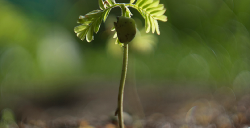 Plant more natives: seedling giveaway image
