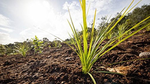 Tūpuna Maunga community planting days