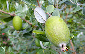 Feijoa Tree - Beazley Place image