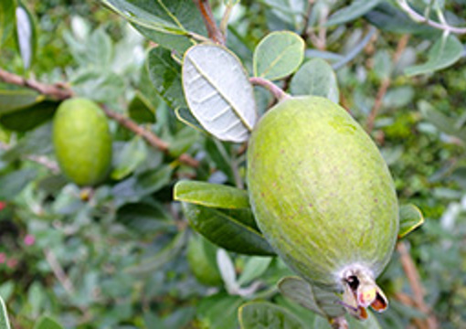 Feijoa Tree - Beazley Place preview image