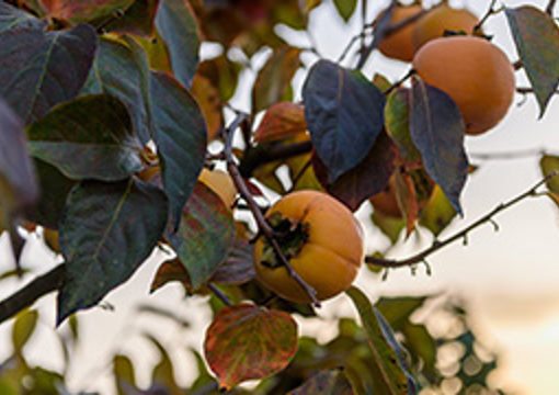 Persimmon Tree preview image