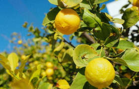 Lemon Tree image
