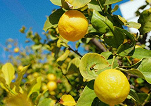 Lemon Tree preview image