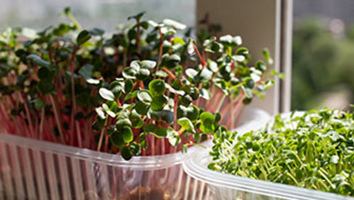 Grow your own microgreens