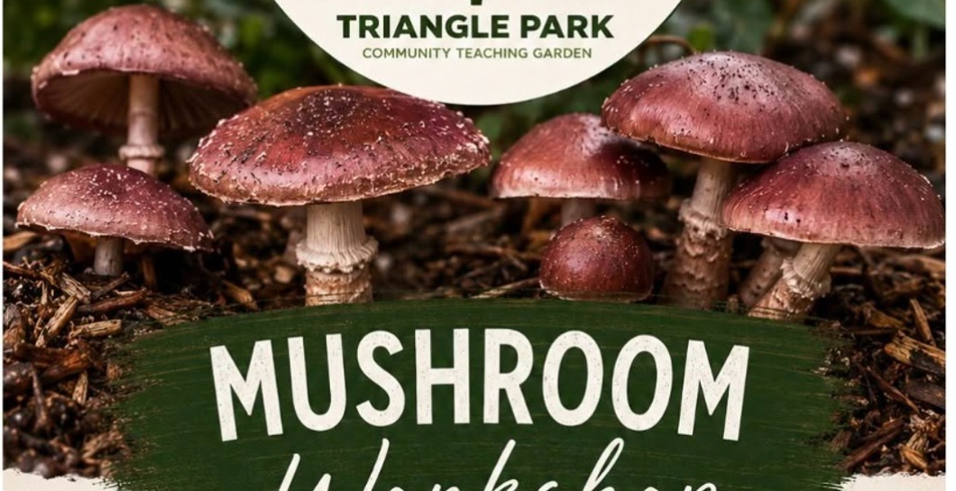 Grow your own mushrooms image