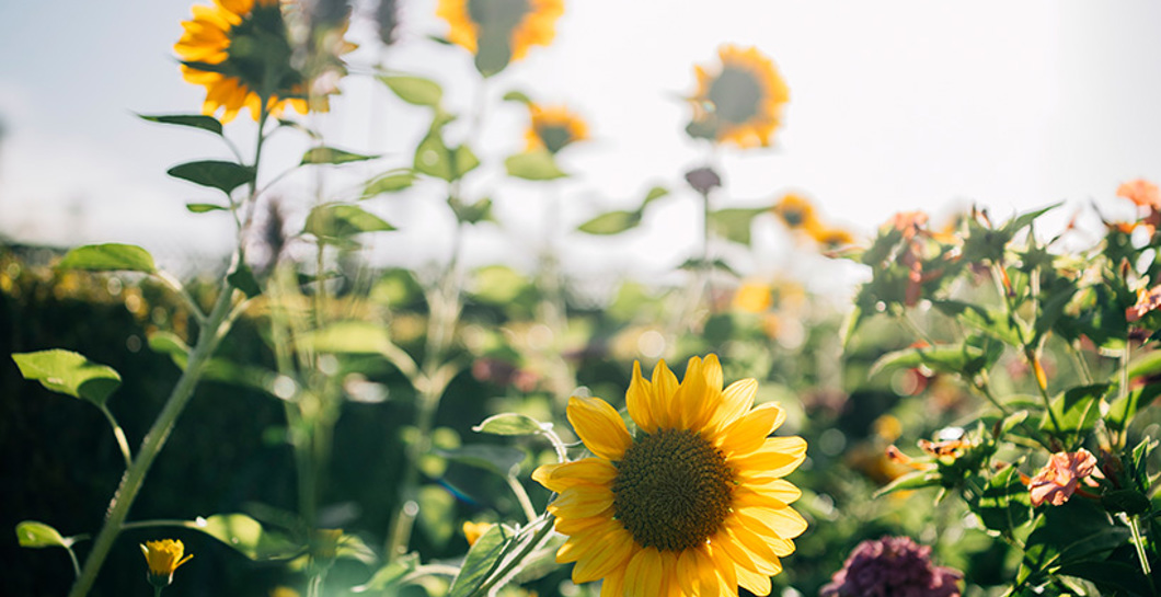 Sunflower Market image