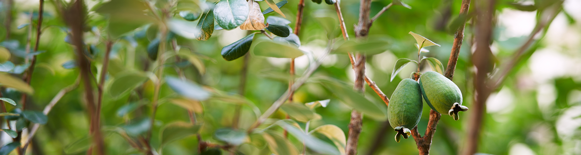 ACA Fruit Tree Map Hero