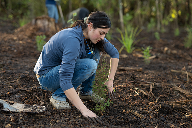 Western Springs Planting July 2021