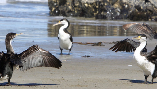 Tāmaki Taiao Alliance launches to supercharge nature regeneration across Tāmaki Makaurau preview image