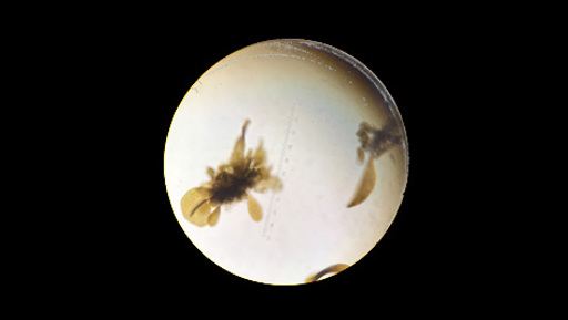 IVF for Seaweed preview image