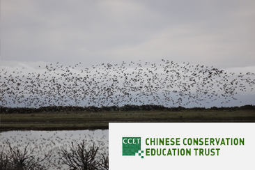 Chinese Conservation and Education Trust preview image