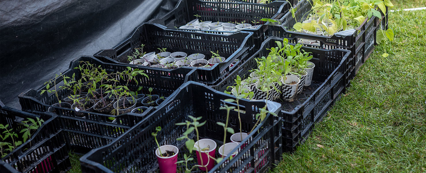 Ōtāhuhu Intermediate students showcase Enviroschools mahi image