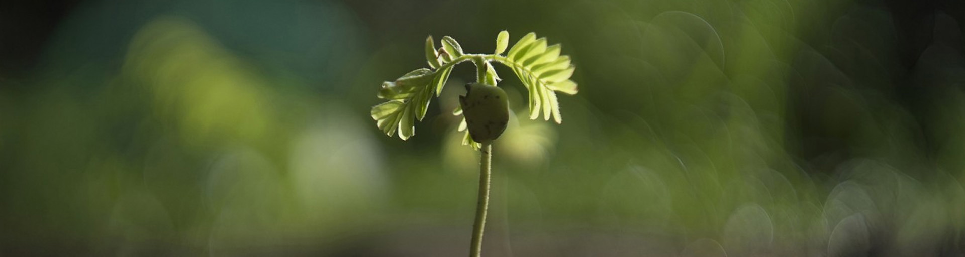 Plant More Natives Seedling Giveaway