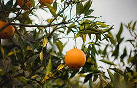 Orange Tree image