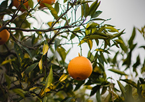 Orange Tree preview image