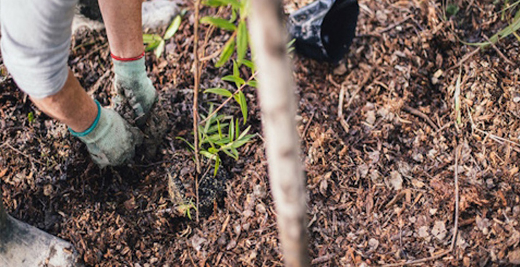 Matariki planting at Laing Stream image