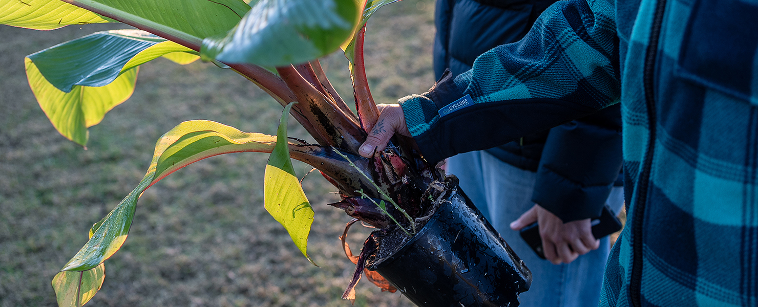 Growing food and connection in Massey image