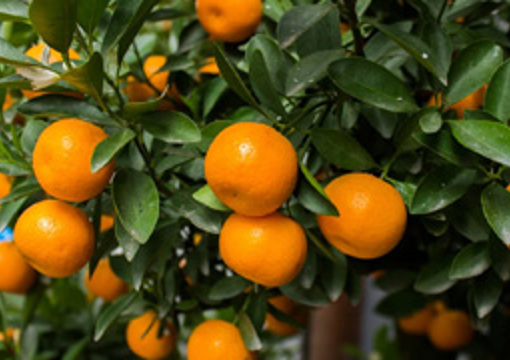 Mandarin Tree preview image