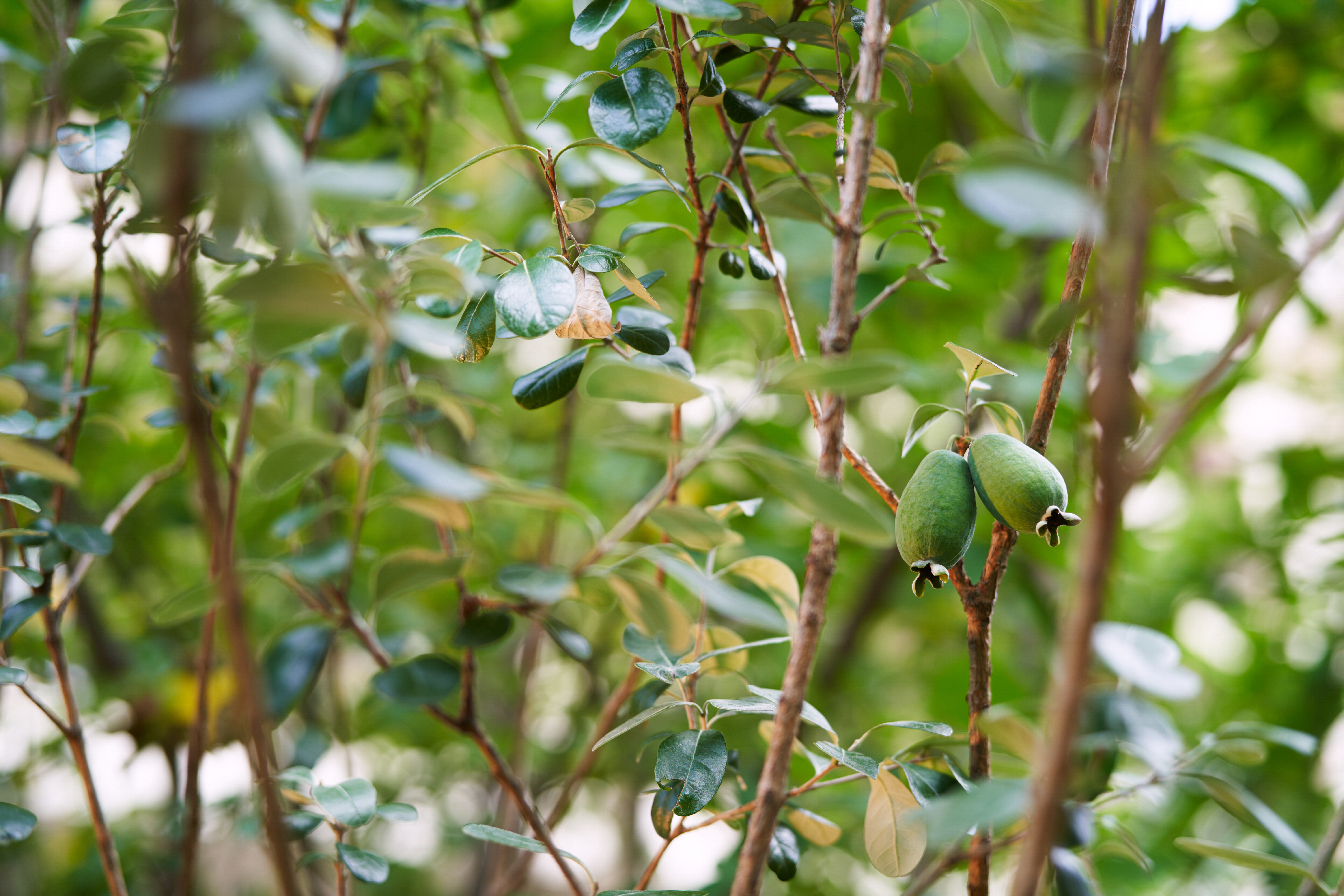 Feijoa Fruits Ripen On A Tree In The Garden 2026 01 06 10 21 21 Utc