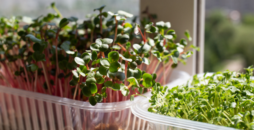 Grow microgreens and sprouts image
