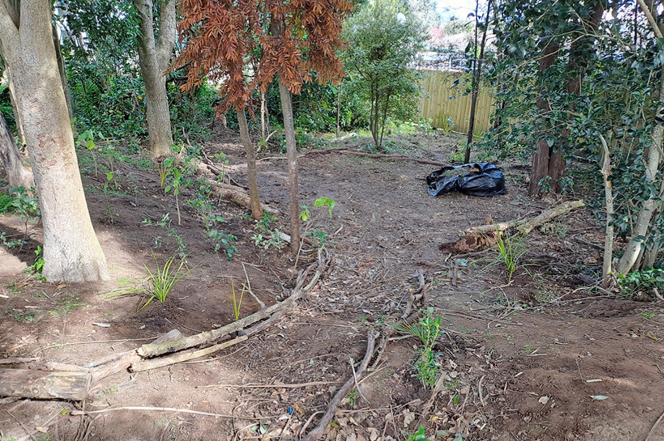Unloved Native Bush Finally Gets Some Love image