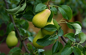 Pear Tree image