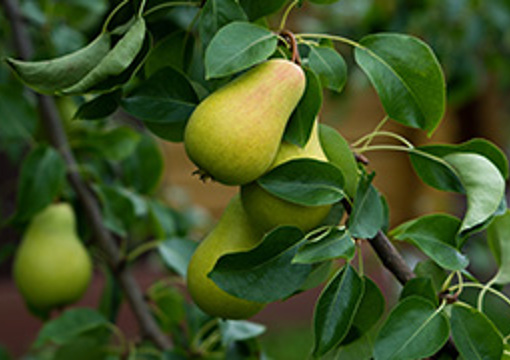 Pear Tree preview image