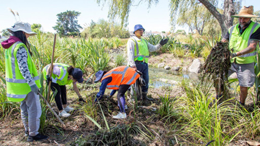 Creating a climate-ready community in Puketāpapa preview image