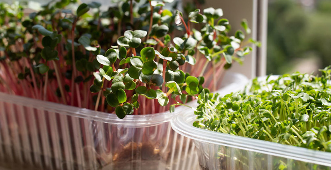 Grow your own microgreens image
