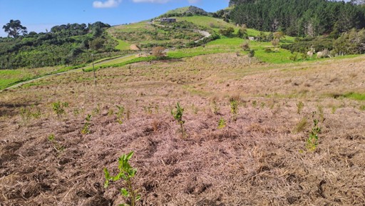 From finance to forest: Auckland’s new bond brings benefits for people and planet preview image