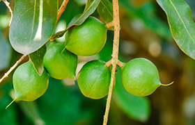 Macadamia Nut - Alfred Street image
