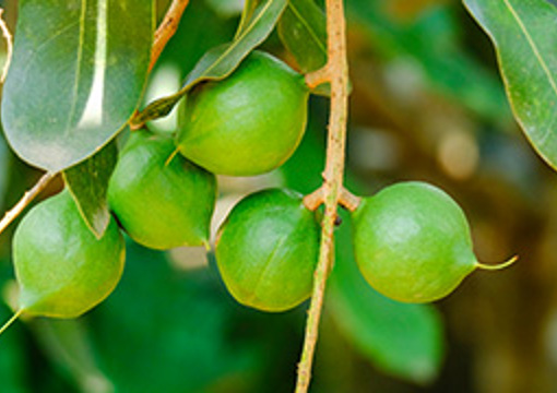 Macadamia Nut - Alfred Street preview image