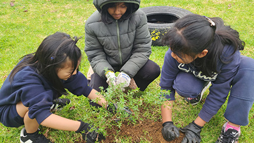 Small South Auckland School Plants a Forest preview image