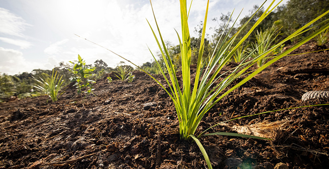 Matariki planting at Te Herenga Waka o Ōrewa image