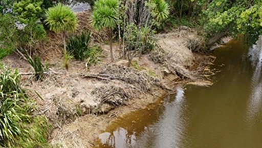 Puhoi Riverside Planting Day