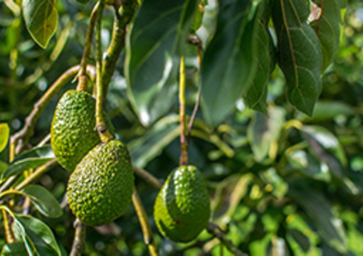 Avocado Tree preview image