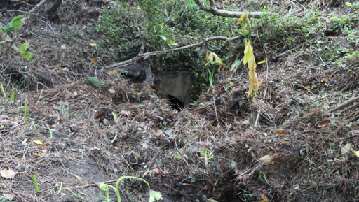 Community-led action ramps up for Council’s flood resilience programme as central groups join network preview image