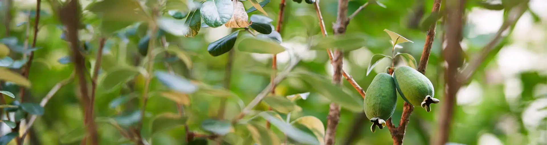 Fruit Tree Map Feijoa Hero WEB